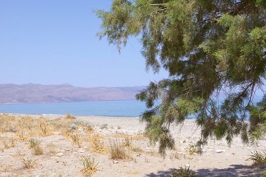 Thumbnail of beach with leaves tree in front