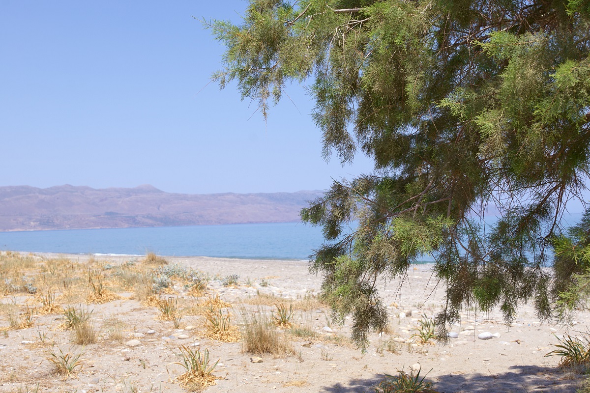 beach with leaves tree in front