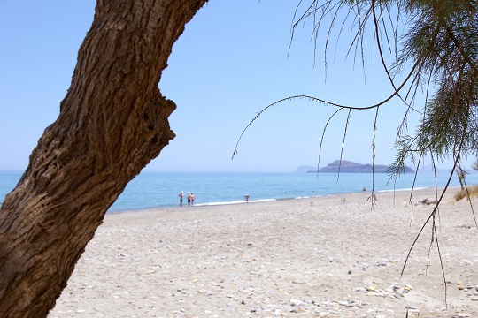 Thumbnail of beach and tree trunk