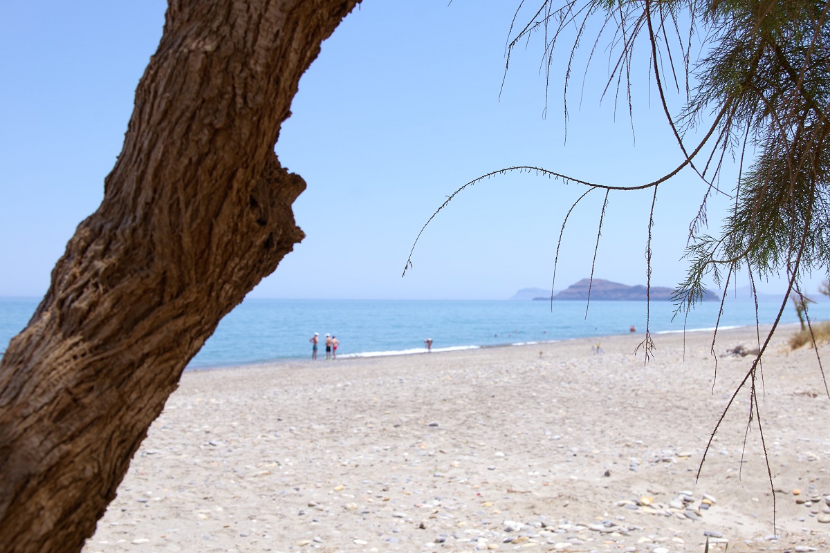 beach and tree trunk