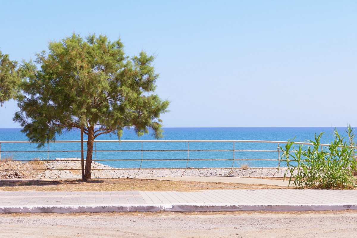 beach and tree